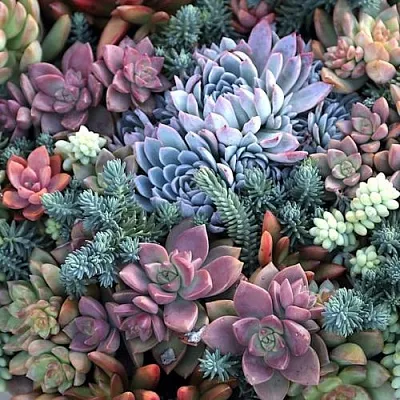 Суккуленты в Чите