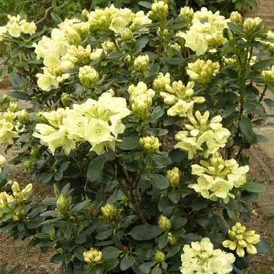 Рододендрон ГОЛДКРОН  Рододендрон ГОЛДКРОН в Чите