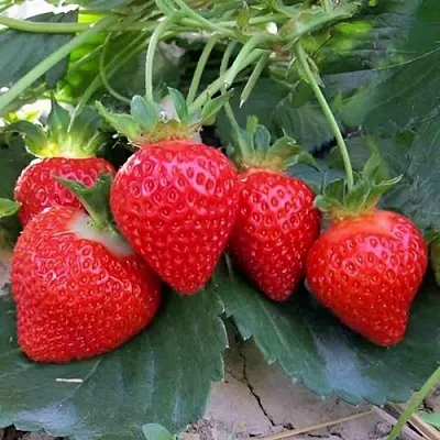 Клубника ТЕА  Клубника ТЕА в Чите