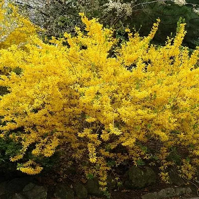 Форзиция ГОЛДЗАУБЕР средняя  Форзиция ГОЛДЗАУБЕР средняя в Чите