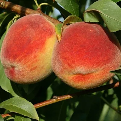 Персик МАРИЯ  Персик МАРИЯ в Чите