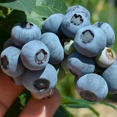 Голубика НЕЛЬСОН  Голубика НЕЛЬСОН в Чите