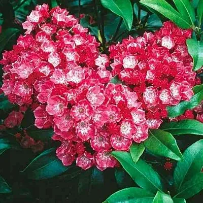 Кальмия КАРДИНАЛ  Кальмия КАРДИНАЛ в Чите