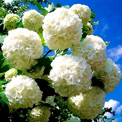 Калина БУЛЬДЕНЕЖ  Калина БУЛЬДЕНЕЖ в Чите