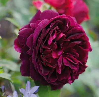 Саженцы роз МАНСТЕД ВУД английская  Саженцы роз МАНСТЕД ВУД английская в Чите