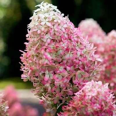 Гортензия РОЯЛ ФЛОВЕР метельчатая  Гортензия РОЯЛ ФЛОВЕР метельчатая в Чите