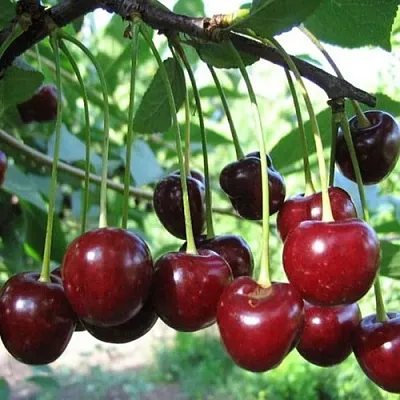 Вишня БЫСТРИНКА  Вишня БЫСТРИНКА в Чите