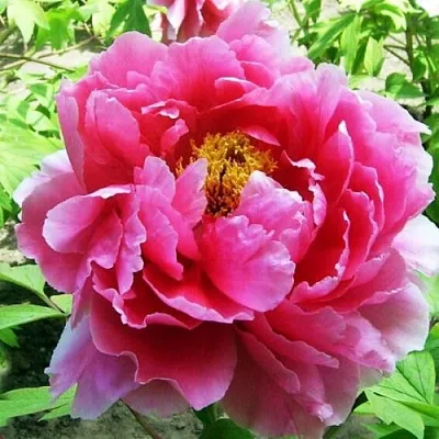 Пион ВОСХОД СОЛНЦА древовидный  Пион ВОСХОД СОЛНЦА древовидный в Чите