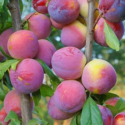 Слива КОЛОННОВИДНАЯ  Слива КОЛОННОВИДНАЯ в Чите