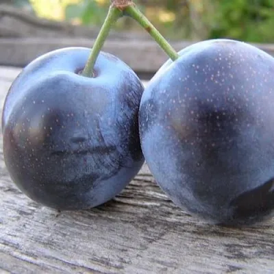 Слива БЛЮФРИ  Слива БЛЮФРИ в Чите