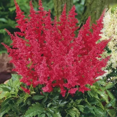 Астильба МОНТГОМЕРИ японская в Чите