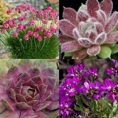 Комплект МИНИ САД в Чите