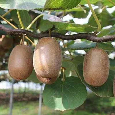 Актинидия ЗАКАРПАТЬЕ деликатесная  Актинидия ЗАКАРПАТЬЕ деликатесная в Чите