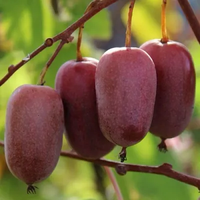 Актинидия ПУРПУРНО САДОВАЯ  аргута  Актинидия ПУРПУРНО САДОВАЯ  аргута в Чите