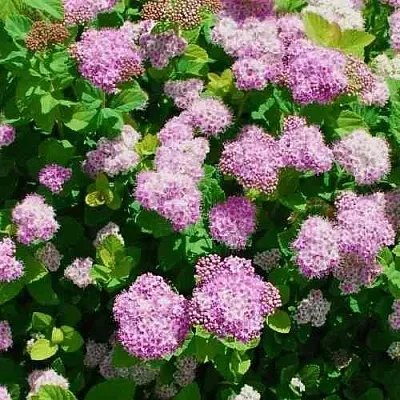 Спирея ПИНК СПАРКЛЕР  Спирея ПИНК СПАРКЛЕР в Чите