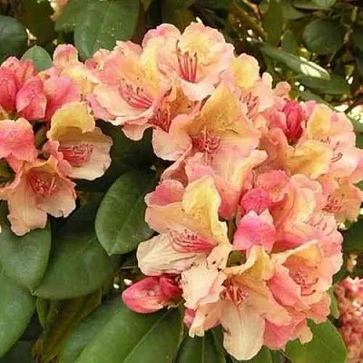 Рододендрон ФЛАУТАНДО  Рододендрон ФЛАУТАНДО в Чите