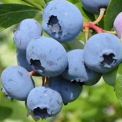 Голубика ДАРРОУ  Голубика ДАРРОУ в Чите