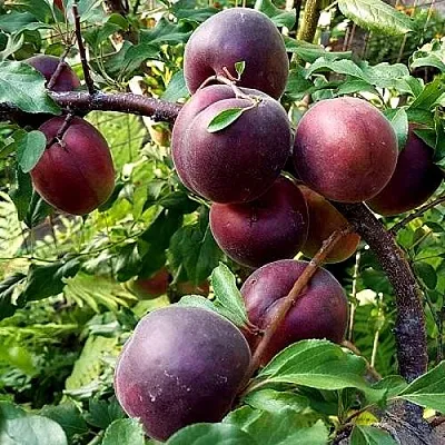 Шарафуга БЕЛЛА РОЯЛЬ  Шарафуга БЕЛЛА РОЯЛЬ в Чите