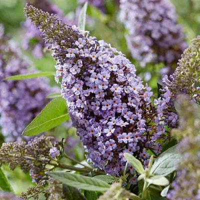 Буддлея давида БАТТЕРФЛЯЙ КАНДИ ЛИЛА СВИТХАРТ  Буддлея давида БАТТЕРФЛЯЙ КАНДИ ЛИЛА СВИТХАРТ в Чите