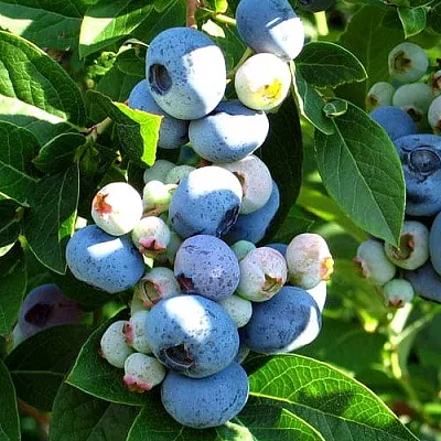 Голубика ВЕЙМУТ  Голубика ВЕЙМУТ в Чите