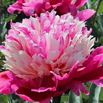 Пион ДЕЙДРИМ травянистый  Пион ДЕЙДРИМ травянистый в Чите