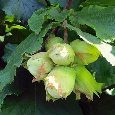 Фундук ТАМБОВСКИЙ РАННИЙ в Чите