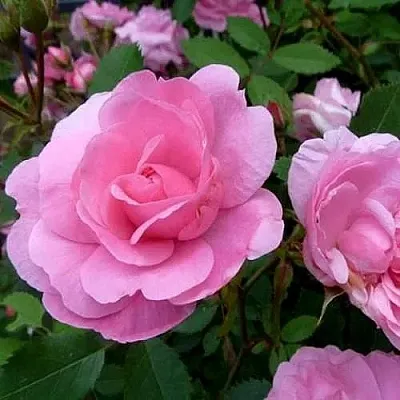 Саженцы роз ДЖОН ДЭВИС плетистая  Саженцы роз ДЖОН ДЭВИС плетистая в Чите