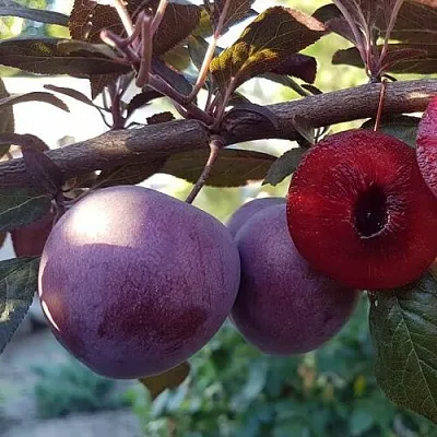 Слива ПАННА   Слива ПАННА  в Чите