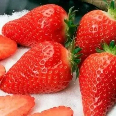 Клубника АЛЬБА — описание сорта Клубника АЛЬБА в Чите