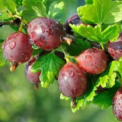 Крыжовник СЕРЕНАДА  Крыжовник СЕРЕНАДА в Чите