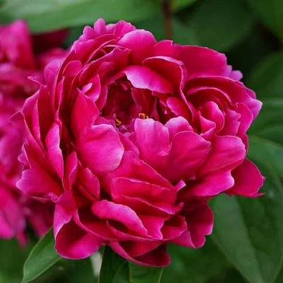 Пион ЛУИ ВАН-ГУТТ травянистый  Пион ЛУИ ВАН-ГУТТ травянистый в Чите