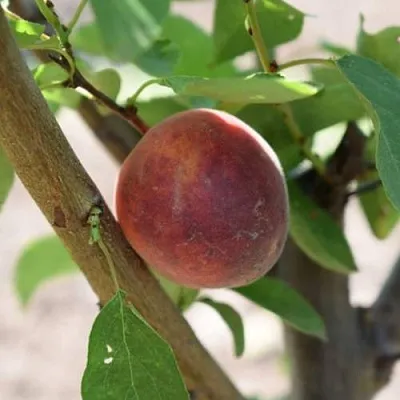 Плумкот БИРИКОККОЛО СУЗИНКОККО  Плумкот БИРИКОККОЛО СУЗИНКОККО в Чите