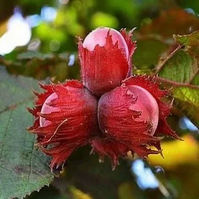 Фундук КРАСНЫЙ ЯНТАРЬ в Чите