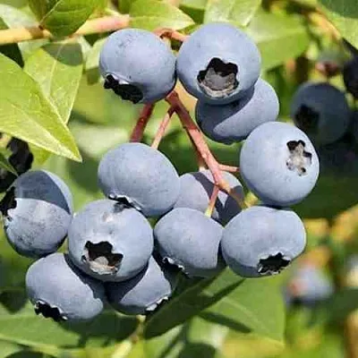 Голубика КРОЭТЭН  Голубика КРОЭТЭН в Чите