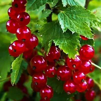 Смородина красная РОЛАН в Чите