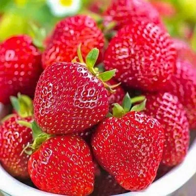 Клубника СИЛЬВИЯ  Клубника СИЛЬВИЯ в Чите