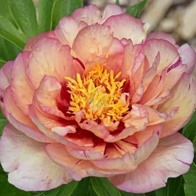 Пион КЭЛЛИС МЕМОРИ ито-гибрид  Пион КЭЛЛИС МЕМОРИ ито-гибрид в Чите