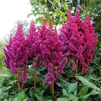 Астильба ВИЖНС китайская  Астильба ВИЖНС китайская в Чите