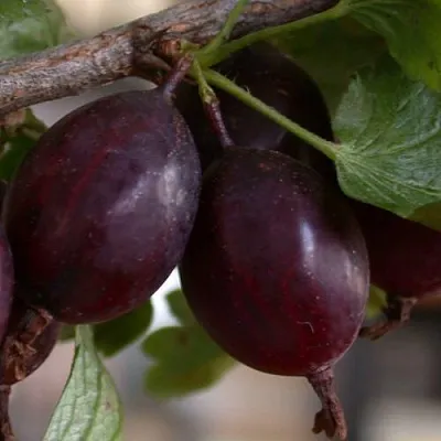 Крыжовник ЧЕЛЯБИНСКИЙ СЛАБОШИПОВАТЫЙ  Крыжовник ЧЕЛЯБИНСКИЙ СЛАБОШИПОВАТЫЙ в Чите