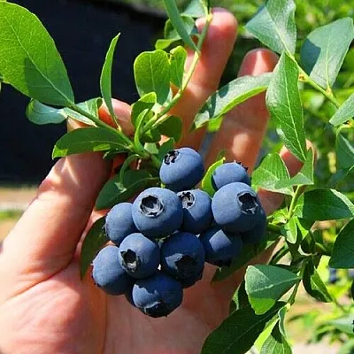 Голубика НОРТ КАНТРИ в Чите