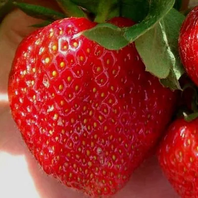 Клубника МАГНУС  Клубника МАГНУС в Чите