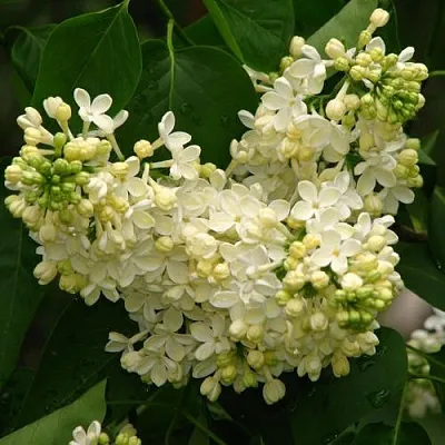 Сирень ПРИМРОУЗ  Сирень ПРИМРОУЗ в Чите