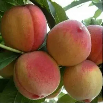 Персик ТУРИСТ  Персик ТУРИСТ в Чите