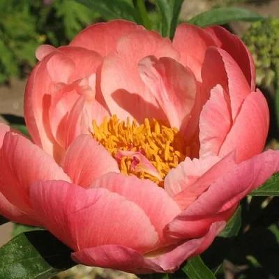 саженцы пиона саженцы пиона