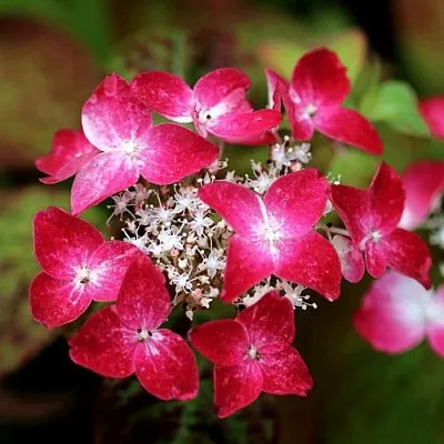 Гортензия КУРЕНАИ пильчатая в Чите