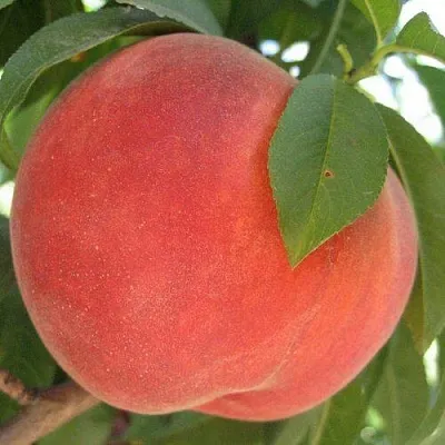 Персик МАЙСКИЙ ЦВЕТОК  Персик МАЙСКИЙ ЦВЕТОК в Чите