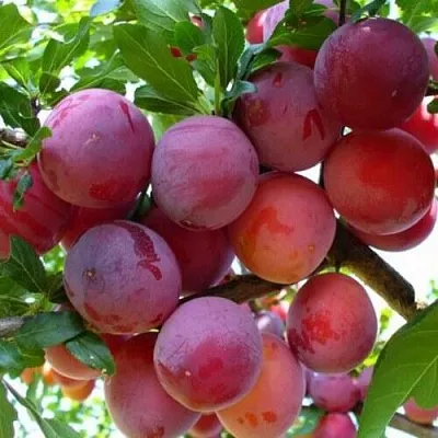 Слива НЕКТАРИННАЯ АРОМАТНАЯ  Слива НЕКТАРИННАЯ АРОМАТНАЯ в Чите