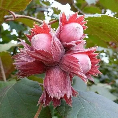 Фундук СКАРЛЕТТ в Чите