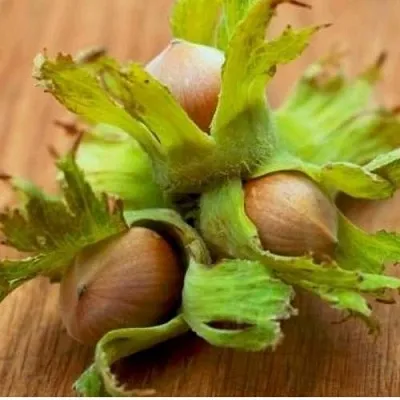 Фундук ГИГАНТ ТАМБОВСКИЙ в Чите