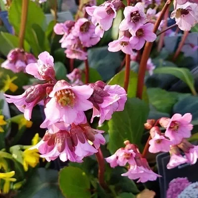 Бадан БЭБИ ДОЛЛ  Бадан БЭБИ ДОЛЛ в Чите